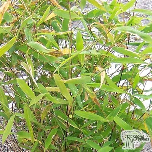 Buy Fargesia nitida online from Jacksons Nurseries